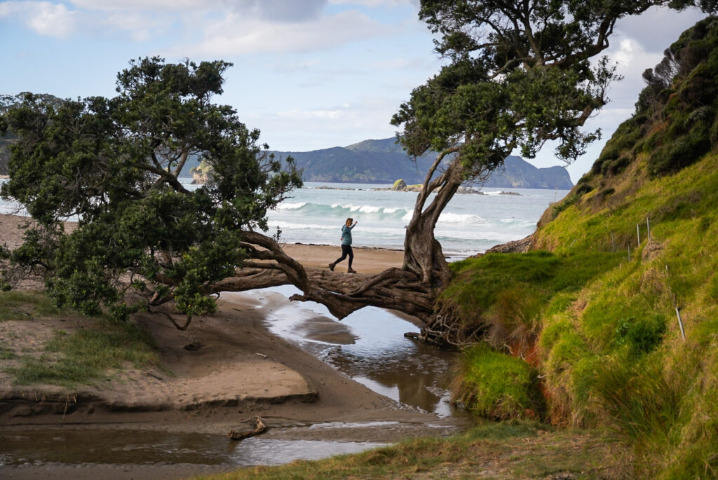 Road trip dans le Northland