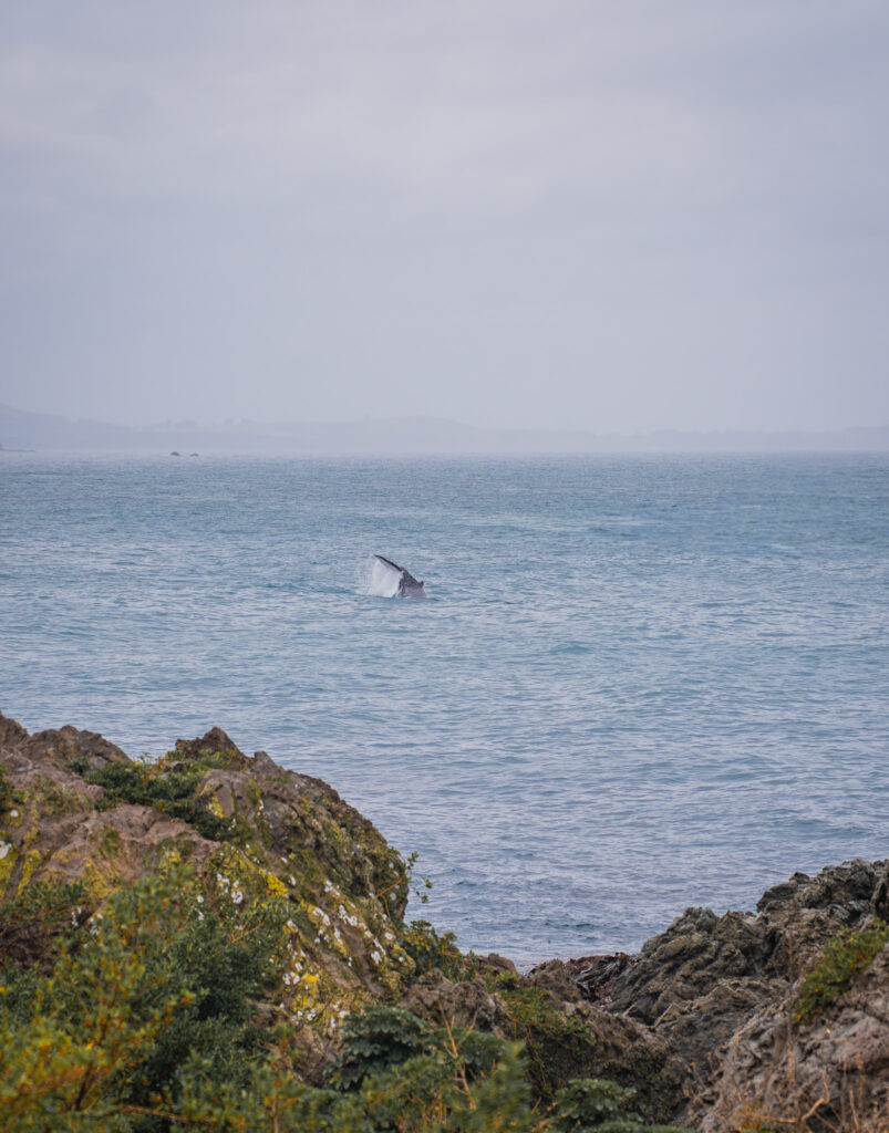 Voir des baleines en Nouvelle-Zélande