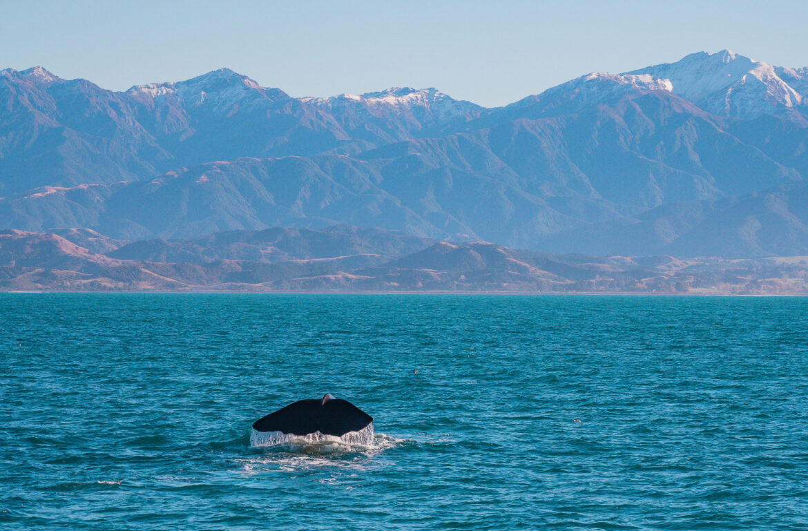 A la rencontre des baleines à Kaikoura