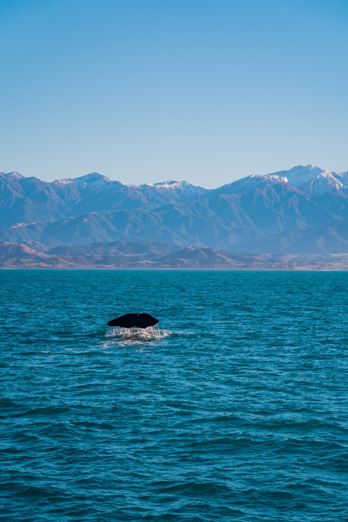 Voir des baleines en Nouvelle-Zélande