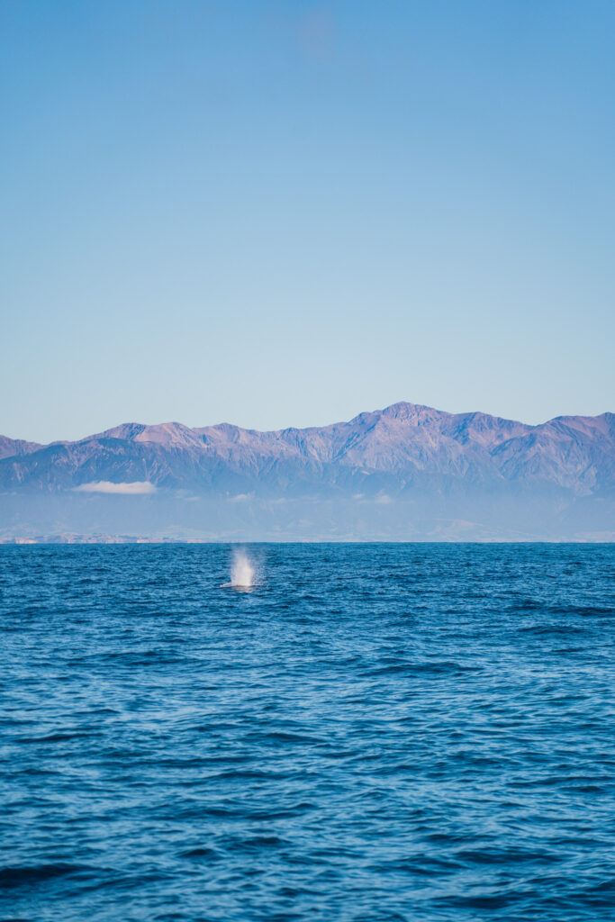 Voir des baleines en Nouvelle-Zélande