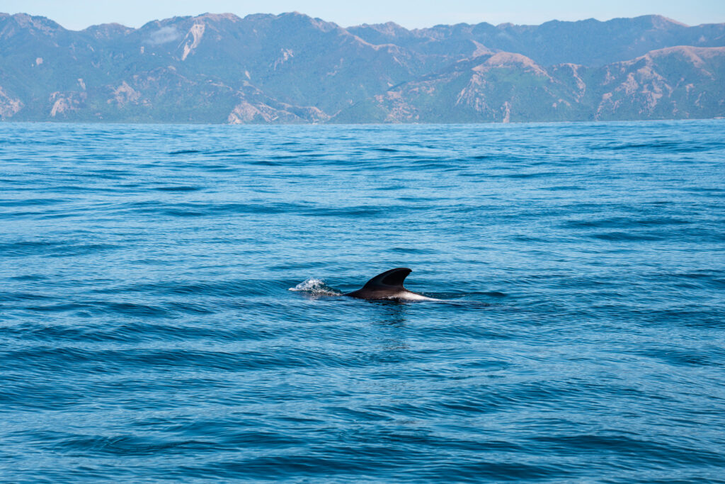 Voir des baleines en Nouvelle-Zélande