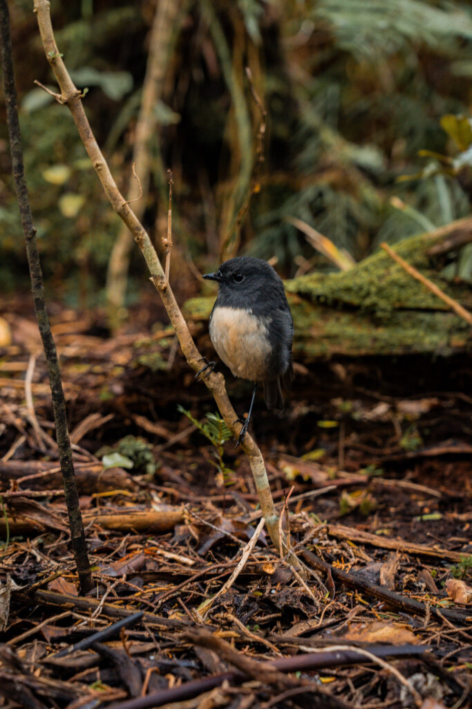 La faune à Stewart Island