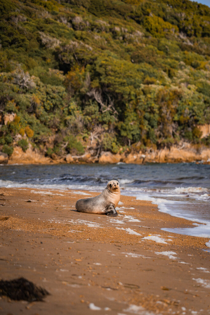 La faune à Stewart Island