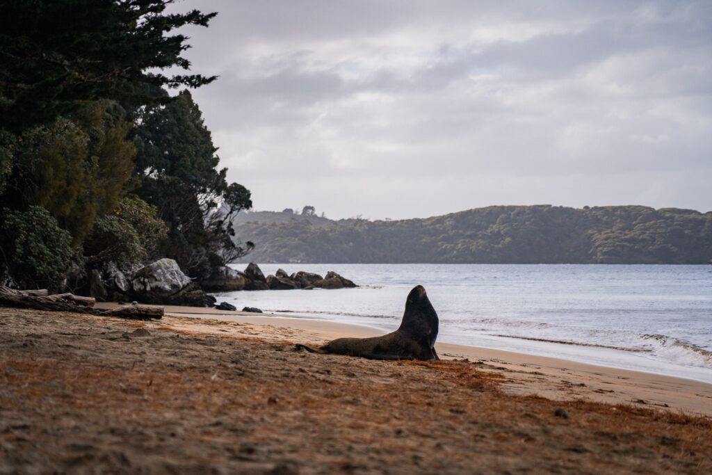 La faune à Stewart Island